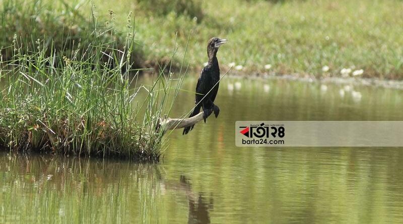 জলের-সখা-ছোট-পানকৌড়ি