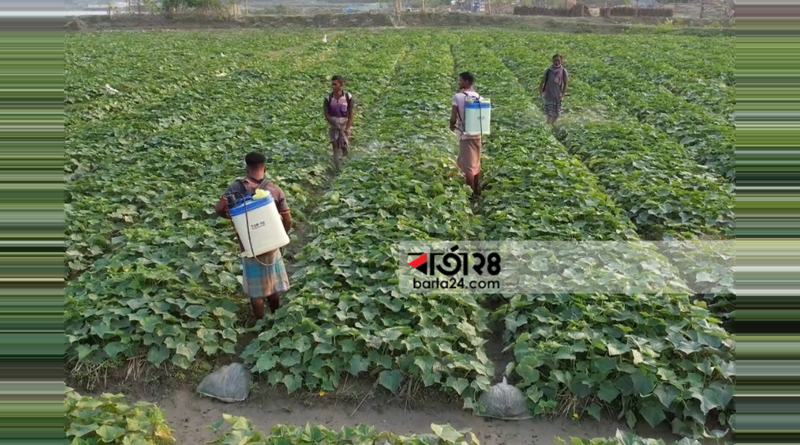 পটুয়াখালীতে-শসা-চাষে-বাজিমাত,-বাড়ছে-আবাদি-জমির-পরিমাণ