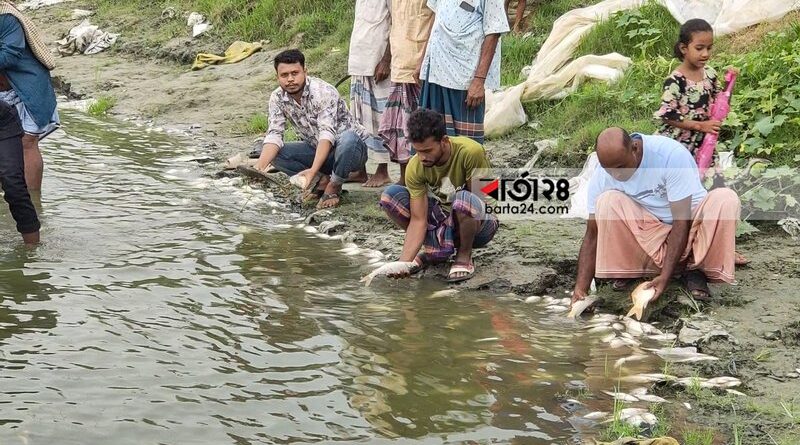 শত্রুতার-জেরে-পুকুরে-বিষ-প্রয়োগ,-কোটি-টাকার-মাছ-নিধন