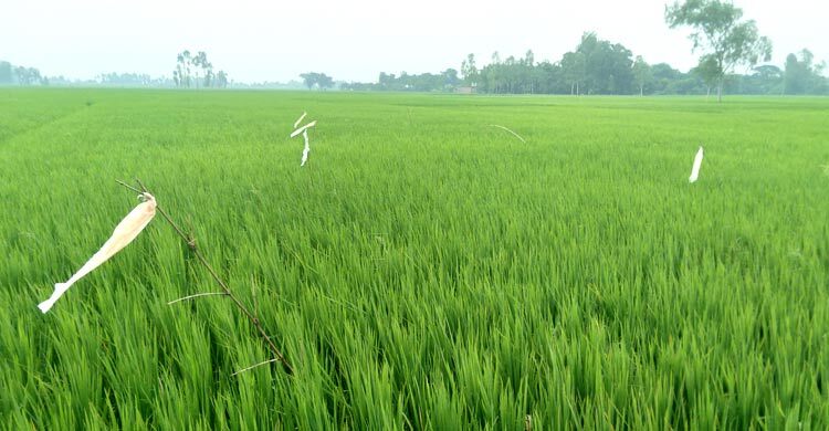 ফসলের-ক্ষতিকারক-পোকা-দমনে-পার্চিং-পদ্ধতির-ব্যবহার-বাড়ছে