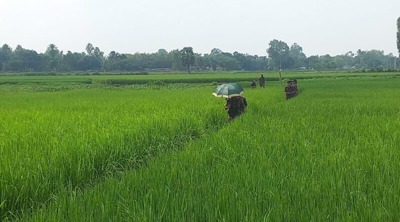 সীমান্তে-কাঁটাতার-দিতে-মরিয়া-বিএসএফ,-দুই-দফায়-বিজিবির-বাধা